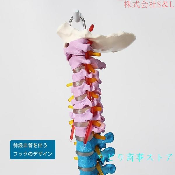 脊髄骨盤模型 実物大 色付きの柔軟な脊椎解剖モデル 折り曲げ可能 人体模型 株式会社S＆L 人間脊椎模型 骨盤 脊柱可動型モデル 吊り下げ 台座付きせき髄 脊髄骨盤模型 実物大 色付きの柔軟な脊椎解剖モデル 折り曲げ可能 人体模型