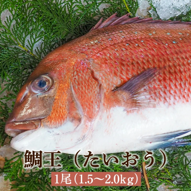 鯛王 たいおう 1尾 1.5〜2.0kg 鯛王 たい 鯛 真鯛 活魚 鮮魚 活け締め 神経抜き カット加工 真空パック 長島 東町漁協 鹿児島県産 魚介類 お取り寄せ 国産 さるがく水産 タビグルメ