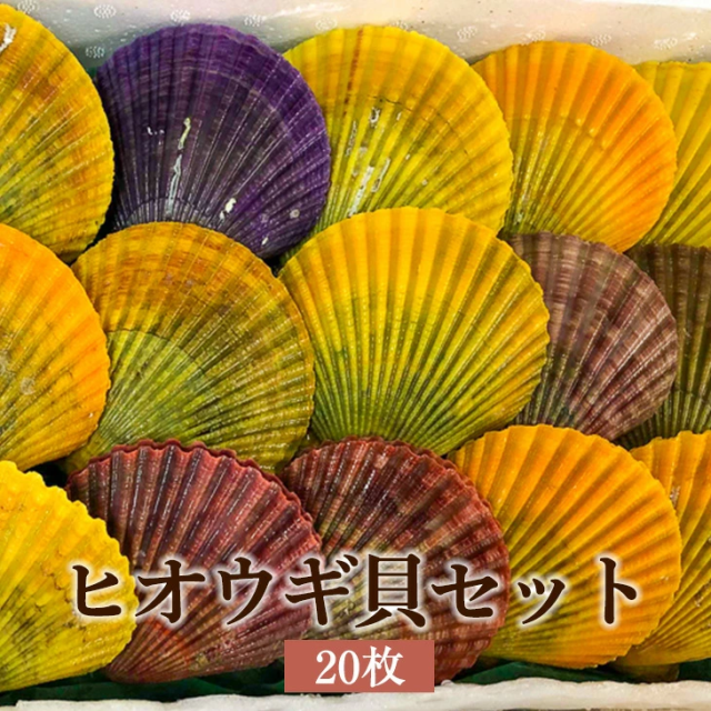 ヒオウギ貝セット 20枚 貝 カラフル 新鮮 鮮魚 長島 東町漁協 鹿児島県産 魚介類 お取り寄せ 国産 さるがく水産 タビグルメ