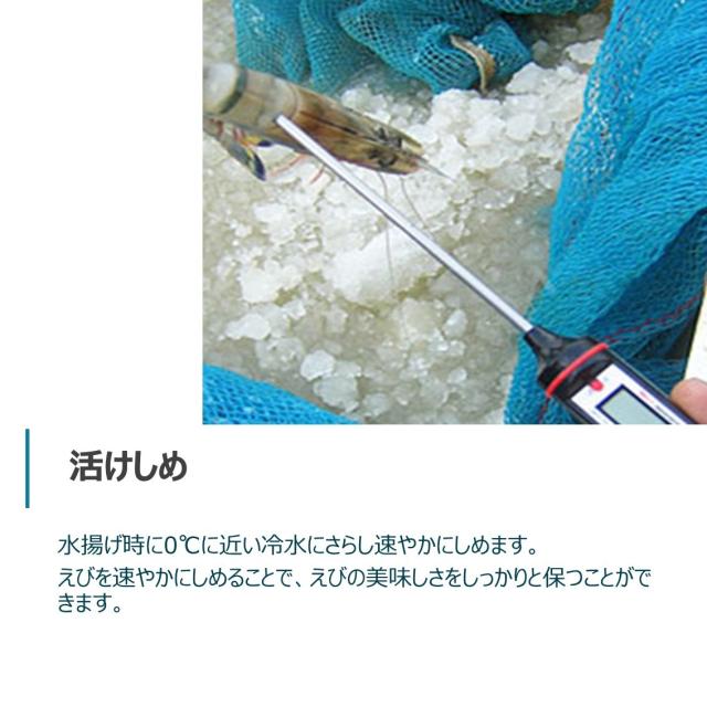 【当店直輸入！】超超特大 天然有頭シータイガー えび 1.5kg 6尾 巨大エビ 当店最大 特大 有頭 海老 エビ 大きい 冷凍えび 海鮮 バーベキュー 海鮮BBQ 食材 お取り寄せ 高級 bbq 鉄板焼 き 具材 エビフライ ジャンボ 冷凍食品 有頭エビ 高級海鮮 高級エビ 海老通販 海鮮通販_17