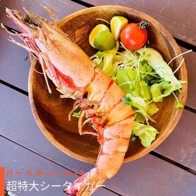 【当店直輸入！】超超特大 天然有頭シータイガー えび 1.5kg 6尾 巨大エビ 当店最大 特大 有頭 海老 エビ 大きい 冷凍えび 海鮮 バーベキュー 海鮮BBQ 食材 お取り寄せ 高級 bbq 鉄板焼 き 具材 エビフライ ジャンボ 冷凍食品 有頭エビ 高級海鮮 高級エビ 海老通販 海鮮通販_12