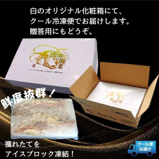 【当店直輸入！】超超特大 天然有頭シータイガー えび 1.5kg 6尾 巨大エビ 当店最大 特大 有頭 海老 エビ 大きい 冷凍えび 海鮮 バーベキュー 海鮮BBQ 食材 お取り寄せ 高級 bbq 鉄板焼 き 具材 エビフライ ジャンボ 冷凍食品 有頭エビ 高級海鮮 高級エビ 海老通販 海鮮通販_14