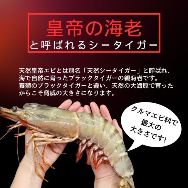 【当店直輸入！】超超特大 天然有頭シータイガー えび 1.5kg 6尾 巨大エビ 当店最大 特大 有頭 海老 エビ 大きい 冷凍えび 海鮮 バーベキュー 海鮮BBQ 食材 お取り寄せ 高級 bbq 鉄板焼 き 具材 エビフライ ジャンボ 冷凍食品 有頭エビ 高級海鮮 高級エビ 海老通販 海鮮通販_4