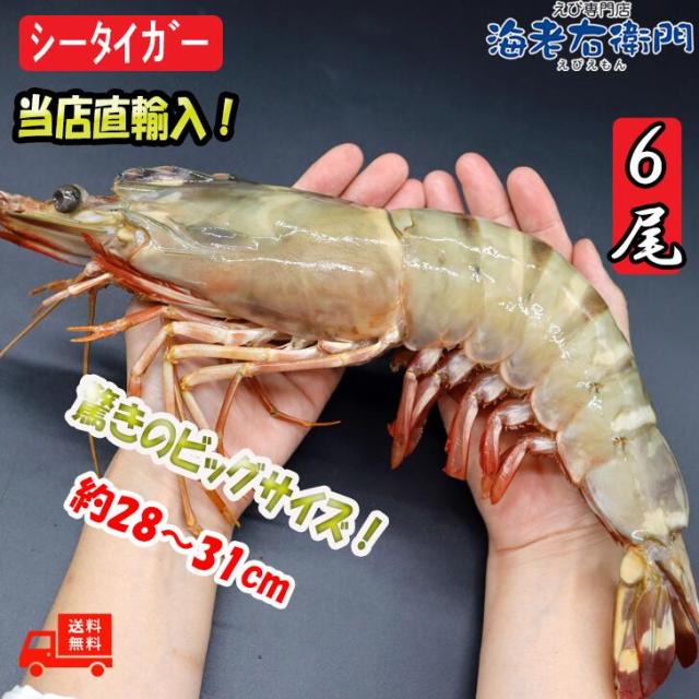 【当店直輸入！】超超特大 天然有頭シータイガー えび 1.5kg 6尾 巨大エビ 当店最大 特大 有頭 海老 エビ 大きい 冷凍えび 海鮮 バーベキュー 海鮮BBQ 食材 お取り寄せ 高級 bbq 鉄板焼 き 具材 エビフライ ジャンボ 冷凍食品 有頭エビ 高級海鮮 高級エビ 海老通販 海鮮通販_8