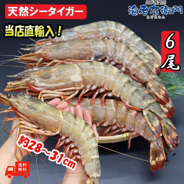 【当店直輸入！】超超特大 天然有頭シータイガー えび 1.5kg 6尾 巨大エビ 当店最大 特大 有頭 海老 エビ 大きい 冷凍えび 海鮮 バーベキュー 海鮮BBQ 食材 お取り寄せ 高級 bbq 鉄板焼 き 具材 エビフライ ジャンボ 冷凍食品 有頭エビ 高級海鮮 高級エビ 海老通販 海鮮通販_1