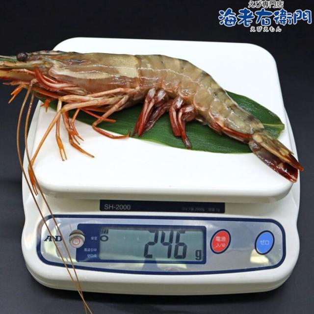 【当店直輸入！】超超特大 天然有頭シータイガー えび 1.5kg 6尾 巨大エビ 当店最大 特大 有頭 海老 エビ 大きい 冷凍えび 海鮮 バーベキュー 海鮮BBQ 食材 お取り寄せ 高級 bbq 鉄板焼 き 具材 エビフライ ジャンボ 冷凍食品 有頭エビ 高級海鮮 高級エビ 海老通販 海鮮通販_3