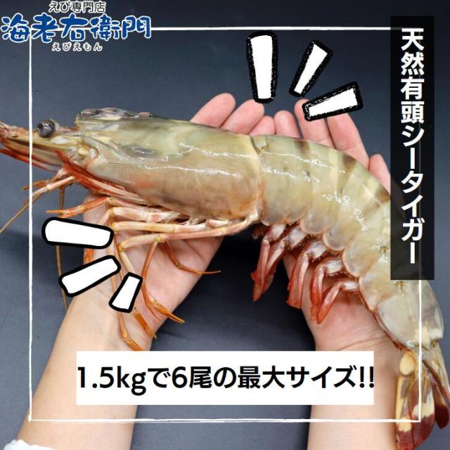 【当店直輸入！】超超特大 天然有頭シータイガー えび 1.5kg 6尾 巨大エビ 当店最大 特大 有頭 海老 エビ 大きい 冷凍えび 海鮮 バーベキュー 海鮮BBQ 食材 お取り寄せ 高級 bbq 鉄板焼 き 具材 エビフライ ジャンボ 冷凍食品 有頭エビ 高級海鮮 高級エビ 海老通販 海鮮通販_2