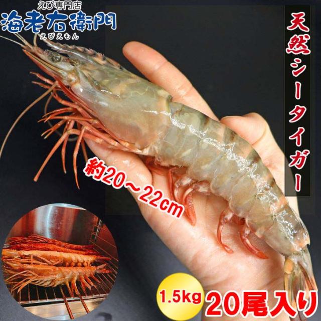 【当店直輸入！】超超特大！天然有頭シータイガー えび 1.5kg 20尾サイズ 特大 ブラックタイガー 殻付き 海老 巨大 エビ 頭 大きい 種類 高級 美味しい 冷凍エビ 冷凍えび 有頭エビ えび冷凍 から付きエビ スリランカ 超超特大エビフライ バーベキュー 送料無料 業務用
