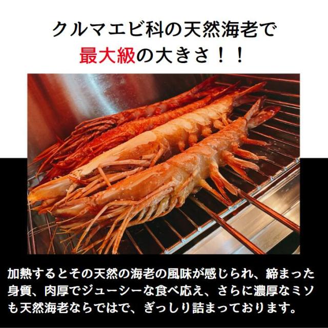 【当店直輸入！】超超特大 天然有頭シータイガー えび 1.5kg 6尾 巨大エビ 当店最大 特大 有頭 海老 エビ 大きい 冷凍えび 海鮮 バーベキュー 海鮮BBQ 食材 お取り寄せ 高級 bbq 鉄板焼 き 具材 エビフライ ジャンボ 冷凍食品 有頭エビ 高級海鮮 高級エビ 海老通販 海鮮通販_5