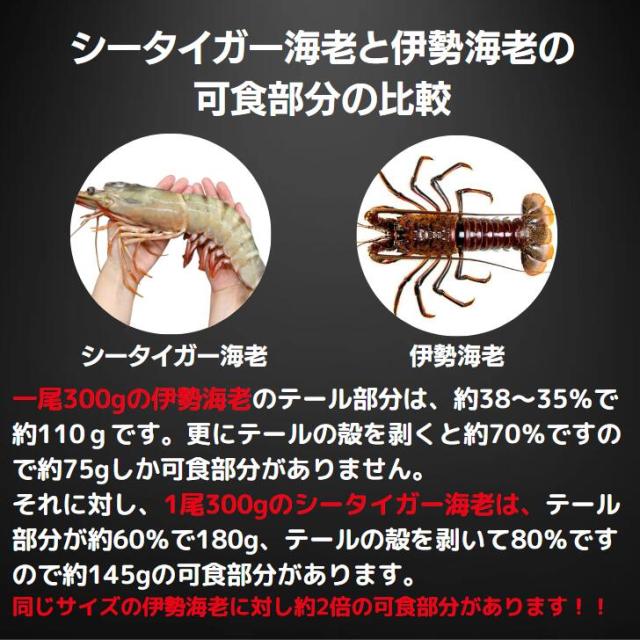 【当店直輸入！】超超特大 天然有頭シータイガー えび 1.5kg 6尾 巨大エビ 当店最大 特大 有頭 海老 エビ 大きい 冷凍えび 海鮮 バーベキュー 海鮮BBQ 食材 お取り寄せ 高級 bbq 鉄板焼 き 具材 エビフライ ジャンボ 冷凍食品 有頭エビ 高級海鮮 高級エビ 海老通販 海鮮通販_7