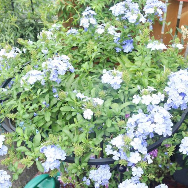 トレリス オベリスク 金属製 支柱 薔薇 朝顔 ぶどう ミニトマト Welina ガーデニング 屋外 つる植物 棚 庭 園芸用品 立体誘引_4
