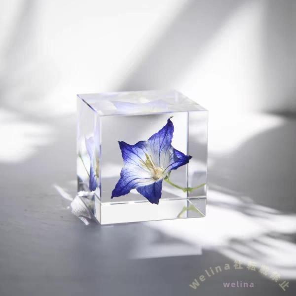 透明樹脂標本植物標本インテリア飾り教育玩具ギフト　XXXXX　学習用ディスプレイに最適で贈り物やコレクションにも