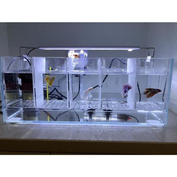 ベタ水槽 ショーベタ飼育箱 連結ディスプレイ水槽 Welina 熱帯魚観賞 魚飼育ケース 水族館風 レイアウトしやすい プロ仕様 飼育容器_1