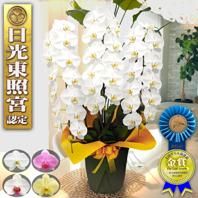 胡蝶蘭 3本立ち 大輪 41輪以上 送料無料 就任祝い 開店祝い 移転祝い 開業祝い 開院祝い 花 当選 叙勲 お祝い 御祝 祝い 祝 新築祝い ギフト 周年祝い 学校 寄贈 プレゼント 花 就任 移転 周年 洋ラン 鉢花 贈答 出店 新店 誕生日 生花 お供え お祝い 花 胡蝶蘭