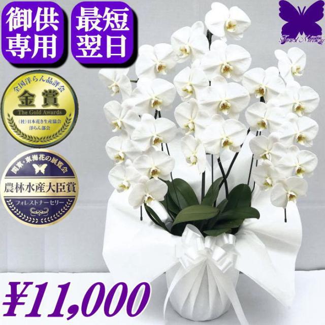 お供え専用 胡蝶蘭 お供え ★OFFクーポン発行中11/30まで★ 白 3本立ち 49日 花 供花 お悔やみ 仏花 お供え 花 枕花 献花 忌 お盆 お彼岸 花 供花 新盆 初盆 葬儀 葬式 告別式 法要 法事 仏事 命日 供養 お供え花 蘭 胡蝶蘭お悔やみ お悔やみ 花 胡蝶蘭 生花