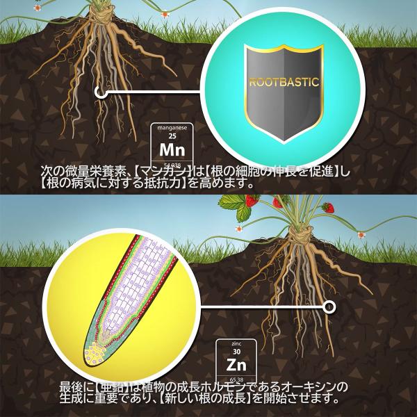 肥料 ROOT BASTIC (ルート バスティック) 1.25L ATAMI 肥料 野菜 肥料 花 肥料 野菜肥料 液肥 野菜 液肥 野菜 液体肥料 野菜 発根促進剤 花 発根促進剤 発根剤_10