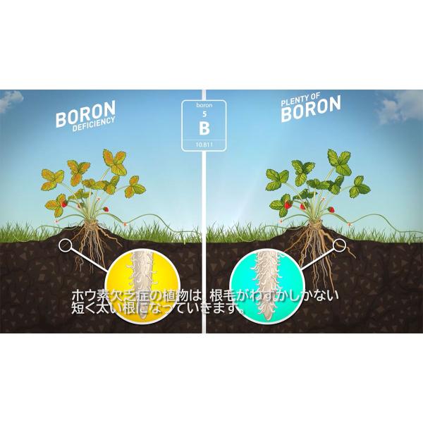 発根促進剤 BCUZZ 液体肥料 ATAMI ROOTBASTIC (1.25L) 発根促進剤 BCUZZ 液体肥料 ATAMI ROOTBASTIC (500ml)