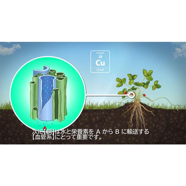 肥料 ROOT BASTIC (ルート バスティック) 1.25L ATAMI 肥料 野菜 肥料 花 肥料 野菜肥料 液肥 野菜 液肥 野菜 液体肥料 野菜 発根促進剤 花 発根促進剤 発根剤_8