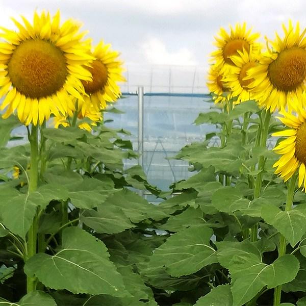 緑肥種 ヒワマリ ハイブリットサンフラワーNEO 5kg (200g×25袋) カネコ種苗 花種 緑肥 種 緑肥 種子 ひまわりの種 花の種 菌根菌 増加 業務用 ひまわり 種子