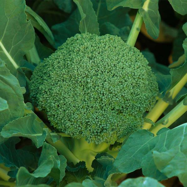 大容量 営利種 ブロッコリー スーパードーム 20ml カネコ種苗 種 ブロッコリー 種 野菜 種 ブロッコリー 種子 野菜の種 野菜種 ブロッコリー種 野菜種子