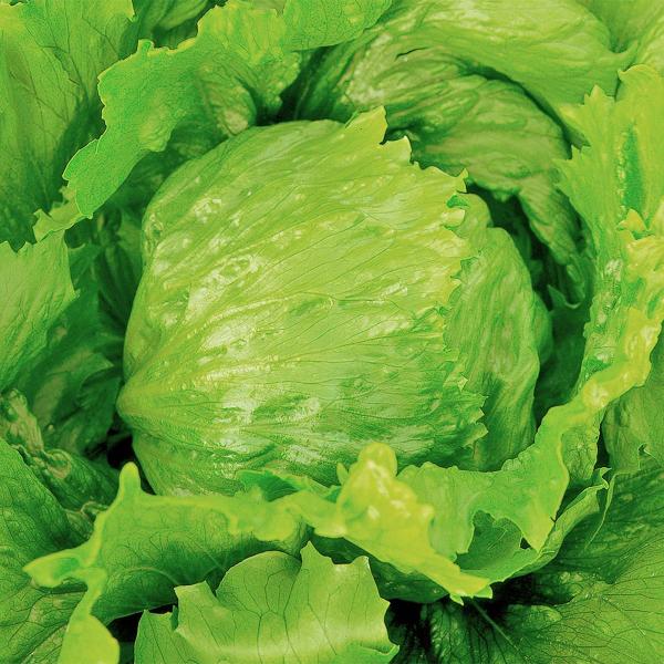 大容量 営利種 Ｖ(ヴィ) レタス ペレット5000粒 カネコ種苗 レタス 種 レタス 種子 野菜 種 野菜 ペレット種子 レタスの種 レタスの種子 野菜の種 野菜の種子