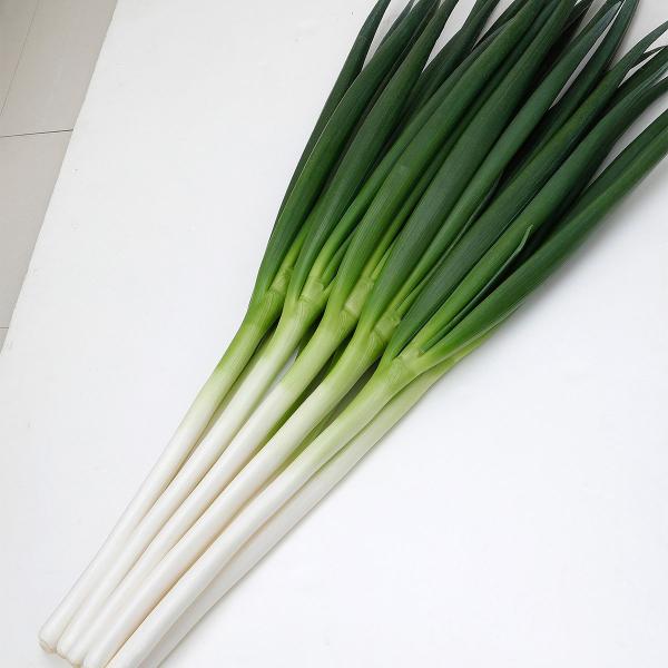 大容量 営利種 白翆(はくすい) ねぎ ペレット6000粒 カネコ種苗 野菜種子 野菜 種 野菜 種子 野菜の種 野菜 ネギ 種 野菜 ネギ 種子 葱 種 葱 種子