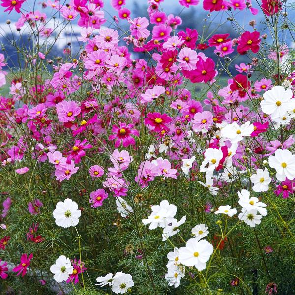 花の種 景観用 コスモス 秋咲き 巨大輪 混合 1kg タキイ種苗 種 花 種 コスモス 種 花の種 たね はなのたね 花たね 花の種子 コスモス種 秋桜