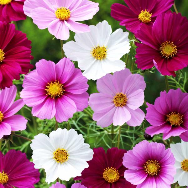 花の種 景観用 コスモス センセーション 混合 10L 約5kg (1L 約500g×10袋) タキイ種苗 種 花 種 コスモス 種 花の種 はなのたね 花たね 花 種子 コスモス種