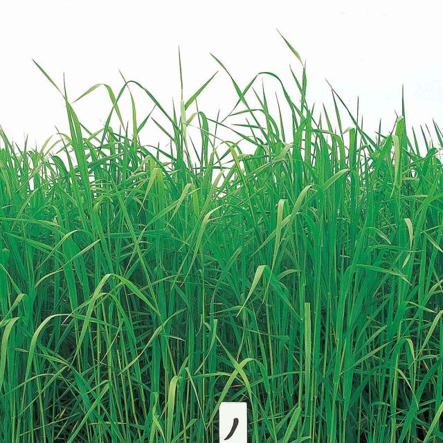 チモシー ノサップ 20kg(1kg×20袋) タキイ種苗 緑肥 種子 緑肥 種 早生 緑肥 種子 牧草 種子 牧草 種 緑肥の種 緑肥の種子 牧草の種子 牧草の種_1