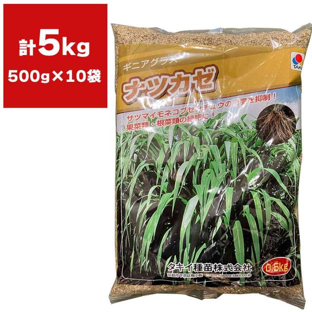 ギニアグラス ナツカゼ 5kg(500g×10袋) タキイ種苗 緑肥 種子 牧草 種子 センチュウ 密度抑制 早生 緑肥 種子 緑肥の種 緑肥の種子 緑肥作物 種子