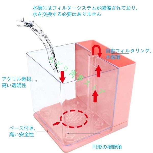 ベタ 水槽 ベタ飼育箱 熱帯魚観賞魚 水族館 ショーベタ 株式会社錦照ら