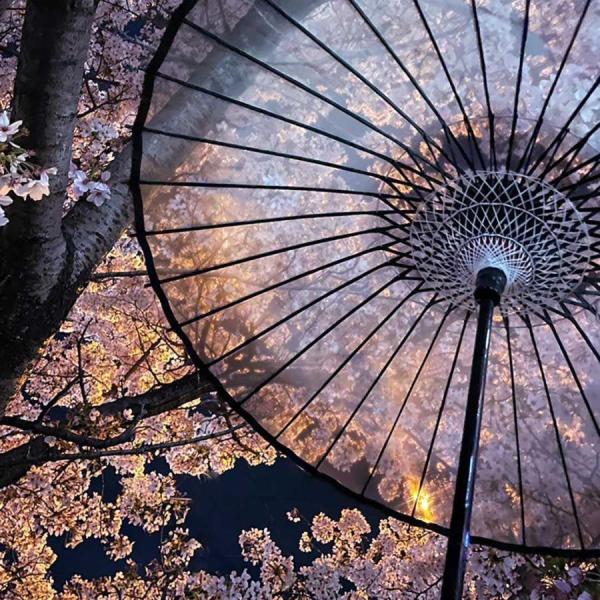 傘 撮影用和傘 晴雨兼用 和傘 透明 透かし 和風傘 かさ 木製 雨傘