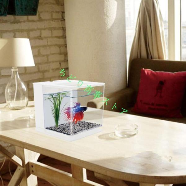 ベタ 水槽 ベタ飼育箱 熱帯魚観賞魚 水族館 ショーベタ 株式会社錦照ら