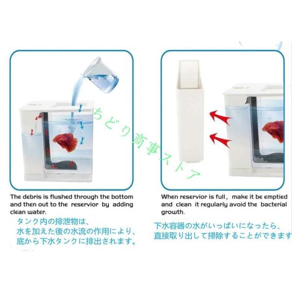 ベタ 水槽 ベタ飼育箱 熱帯魚観賞魚 水族館 ショーベタ 株式会社錦照ら