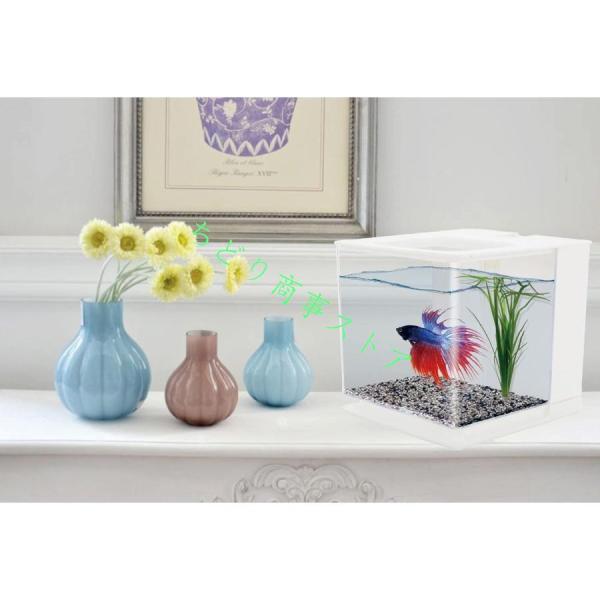 ベタ 水槽 ベタ飼育箱 熱帯魚観賞魚 水族館 ショーベタ 株式会社錦照ら