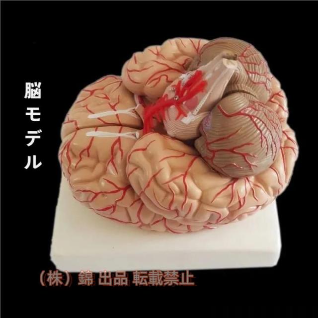 人体模型 脳 模型 実物大 9分解 株式会社錦  取り外し可能