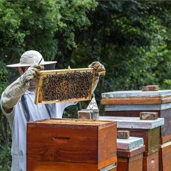 養蜂箱蜜蜂巣箱ミツバチ巣箱蜜蜂巣箱7/10フレーム株式会社錦養蜂器具蜂蜜蜂の巣箱蜂蜜箱杉材蜂ハイブワックスを煮る/乾燥巣箱蜂蜜キーパー蜂の巣の巣箱耐久性の_5
