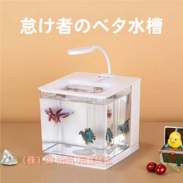 ベタ 水槽 ベタ飼育箱 熱帯魚観賞魚 水族館 ショーベタ株式会社錦 照らされた四角い箱 魚飼育