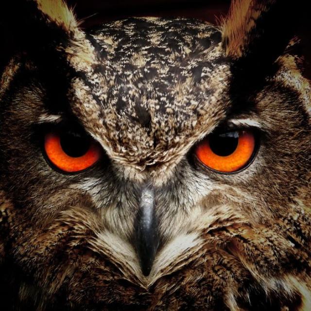 ルオールインアイ Leowl in eye メガネ コンビ 多角形 フレーム 日本製 鯖江 メンズ レディース Lo 03 1 47 度付き対応_2