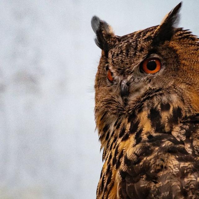 ルオールインアイ Leowl in eye メガネ コンビ 多角形 フレーム 日本製 鯖江 メンズ レディース Lo 03 1 47 度付き対応_3