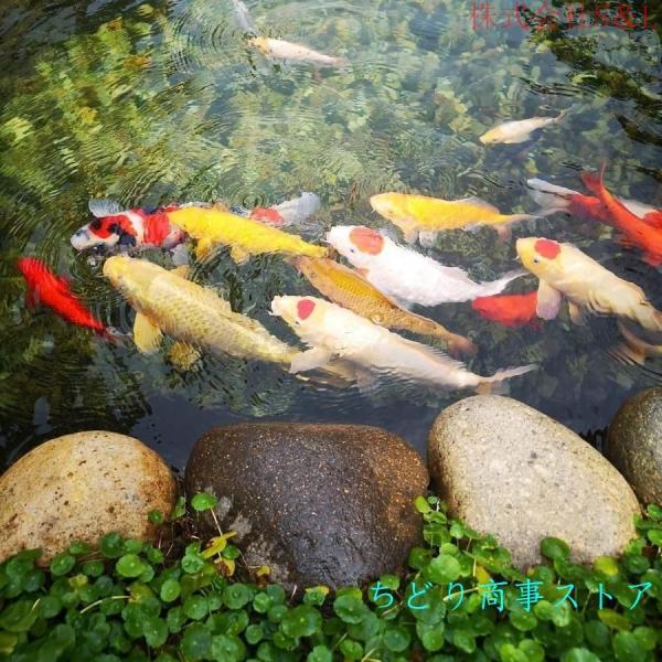 プールライナー 人工池用防水シート 厚い 0.5mm 抗紫外線 池ライナー HDPE製 庭の池の防水シート 耐久性 株式会社S＆L引き裂き抵抗 豪雨対策 水害対策 貯水池