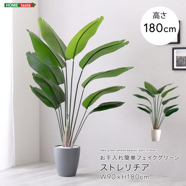 お手入れ簡単フェイクグリーン　ストレリチア　Lサイズ(180cm)