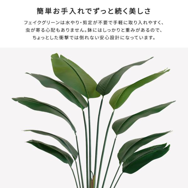 お手入れ簡単フェイクグリーン　ストレリチア　Lサイズ(180cm)_3
