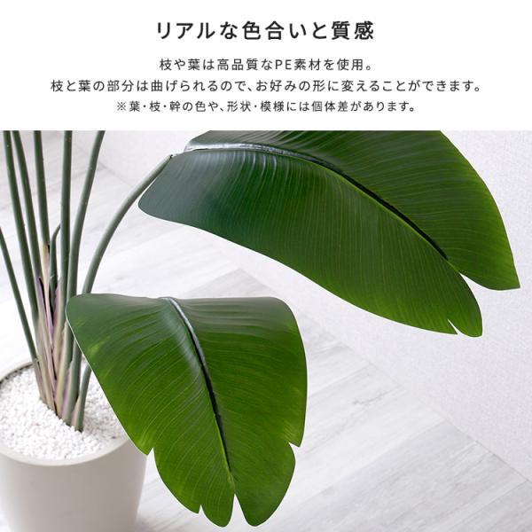 お手入れ簡単フェイクグリーン　ストレリチア　Lサイズ(180cm)_4