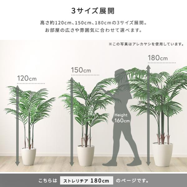 お手入れ簡単フェイクグリーン　ストレリチア　Lサイズ(180cm)_7