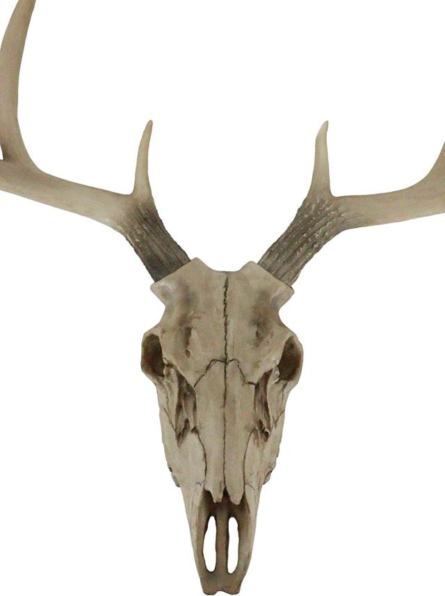 牡鹿スカル 雄鹿ハンティングトロフィー (トナカイ・アンテローブ