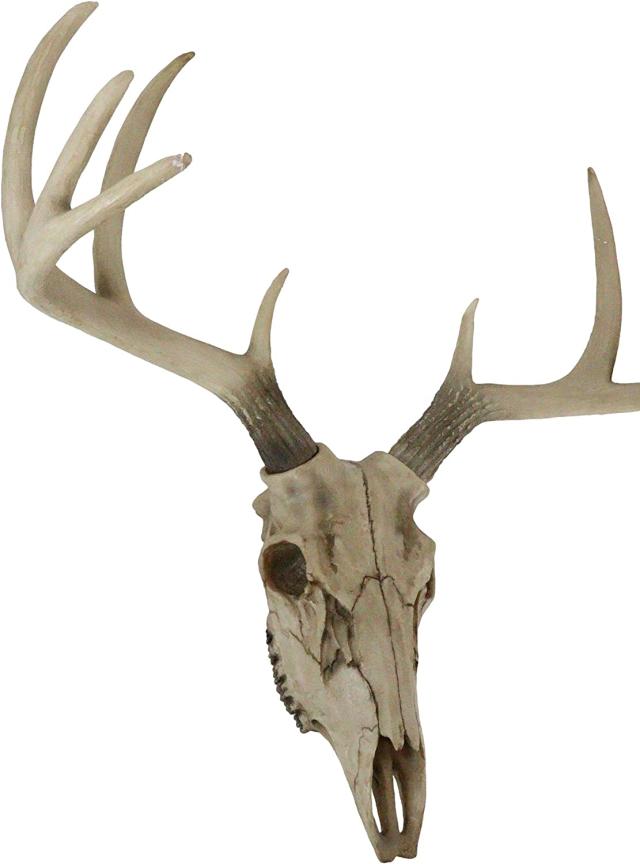 牡鹿スカル 雄鹿ハンティングトロフィー (トナカイ・アンテローブ