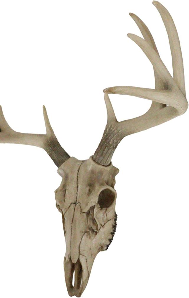 牡鹿スカル 雄鹿ハンティングトロフィー (トナカイ・アンテローブ