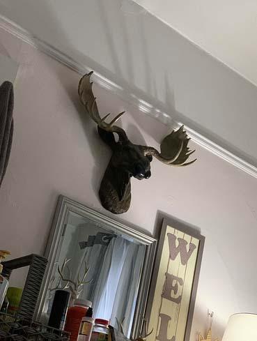 北米大陸のヘラジカ (ムース) 頭部 壁掛け彫刻 彫像 / North American Moose Head Bust Wall Hanging （輸入品_6