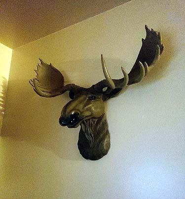 北米大陸のヘラジカ (ムース) 頭部 壁掛け彫刻 彫像 / North American Moose Head Bust Wall Hanging （輸入品_5